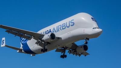 绿萝水培套装采用中国成都国际空运配送到达拉斯